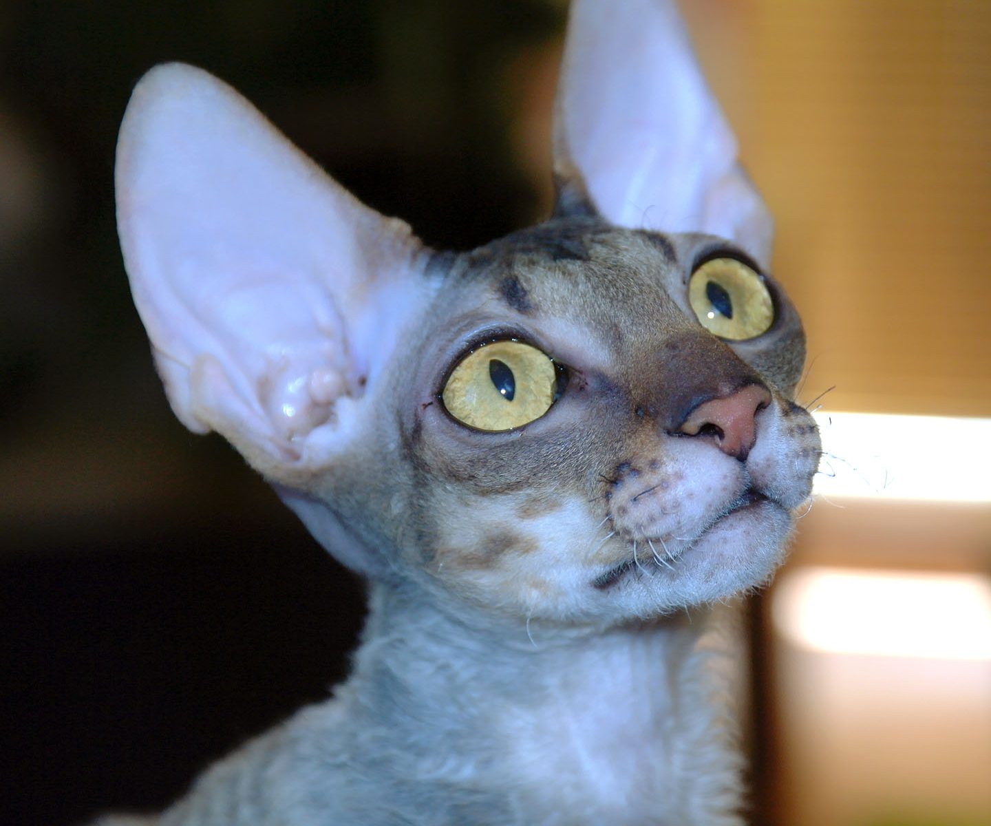 O plemeni Cornish Rex