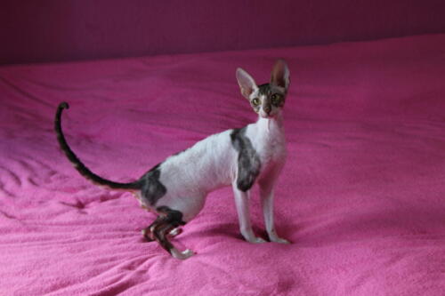 Aktuální nabídka koťátek / Recent kitten offer
